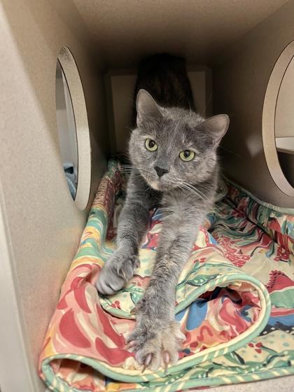 Enlarge Janet, a Adoptable mixed breed in New Hope, PA image 2/3