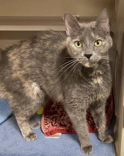 Enlarge Janet, a Adoptable mixed breed in New Hope, PA image 3/3