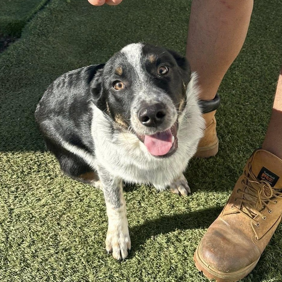 Enlarge Knight, a Adoptable mixed breed in Agua Dulce, CA image 1/4