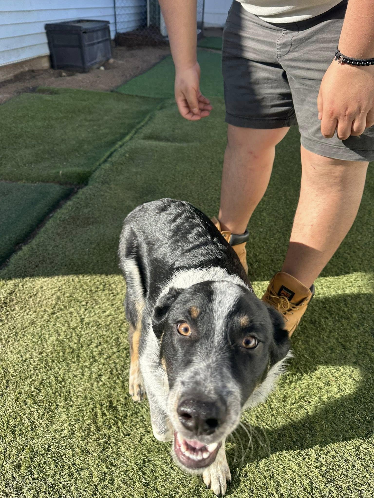 Enlarge Knight, a Adoptable mixed breed in Agua Dulce, CA image 2/4