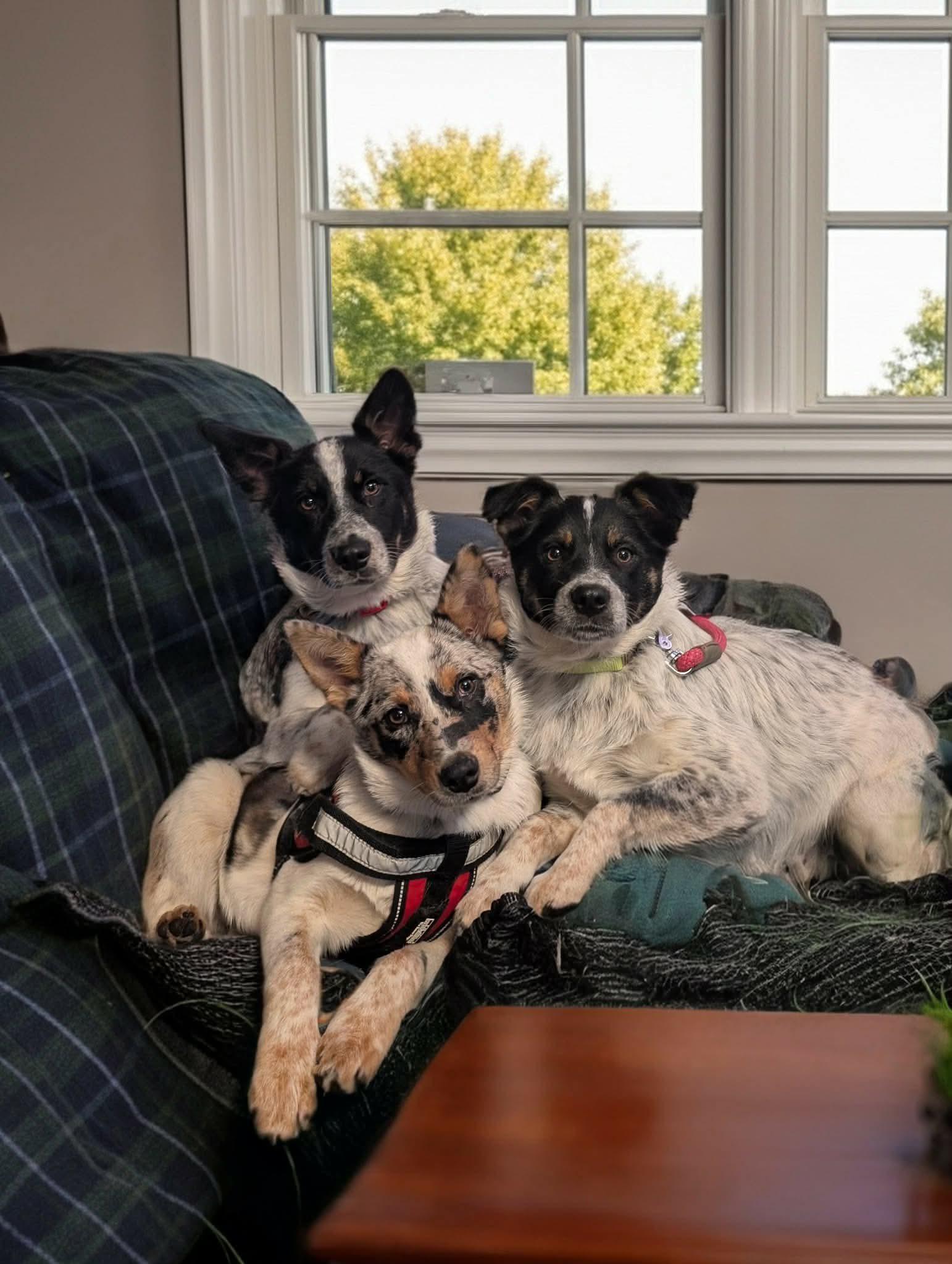 Enlarge Knight, a Adoptable mixed breed in Agua Dulce, CA image 3/4