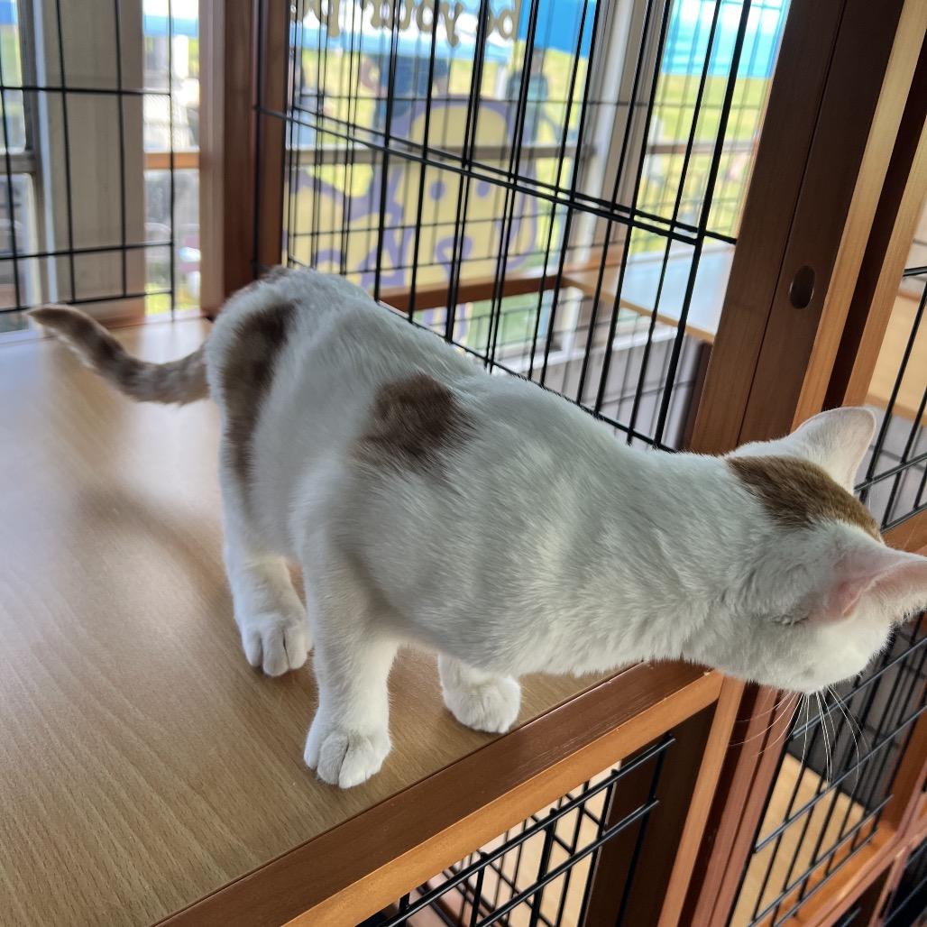 Enlarge Mochi, a Adoptable Domestic Short Hair in Cartersville, GA image 2/5
