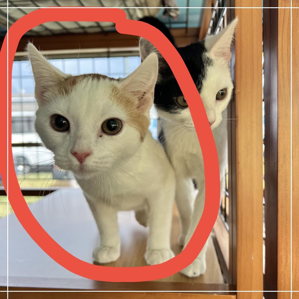 Enlarge Mochi, a Adoptable Domestic Short Hair in Cartersville, GA image 3/5