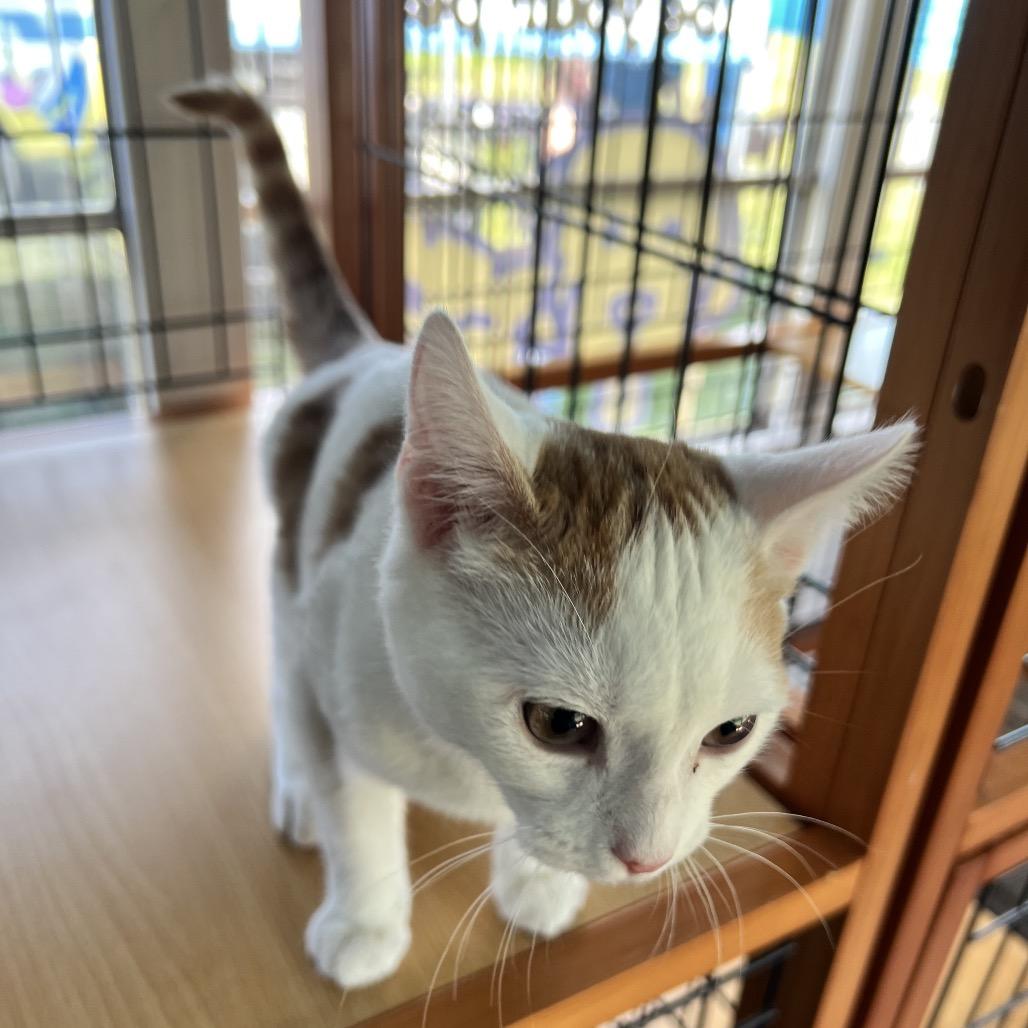 Enlarge Mochi, a Adoptable Domestic Short Hair in Cartersville, GA image 4/5