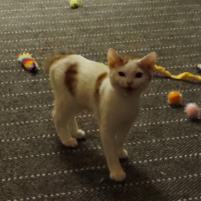 Enlarge Mochi, a Adoptable Domestic Short Hair in Cartersville, GA image 1/1