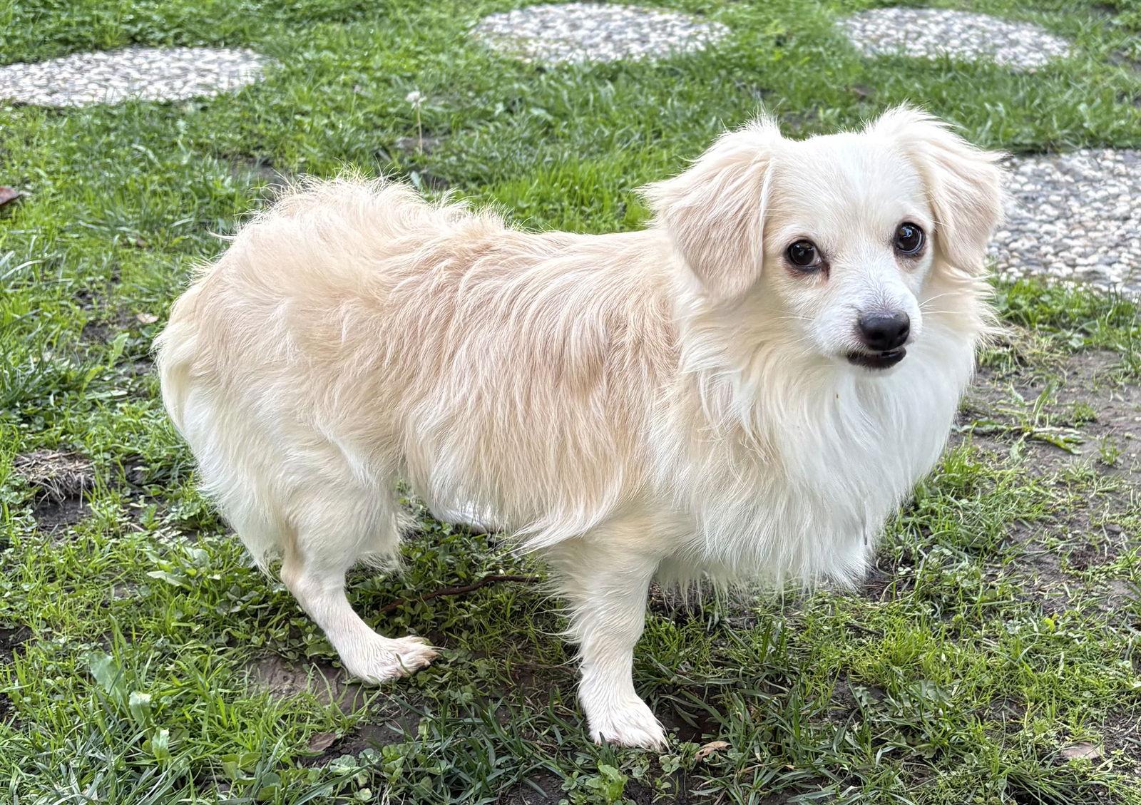 Enlarge Thundercat, a Adoptable Cavalier King Charles Spaniel in Palo Alto, CA image 1/3