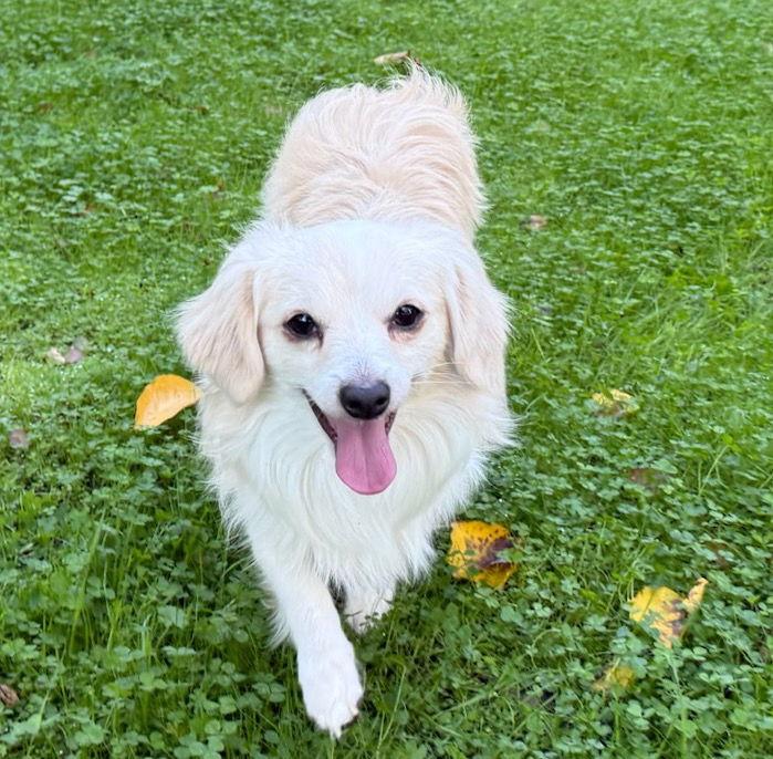 Enlarge Thundercat, a Adoptable Cavalier King Charles Spaniel in Palo Alto, CA image 2/3