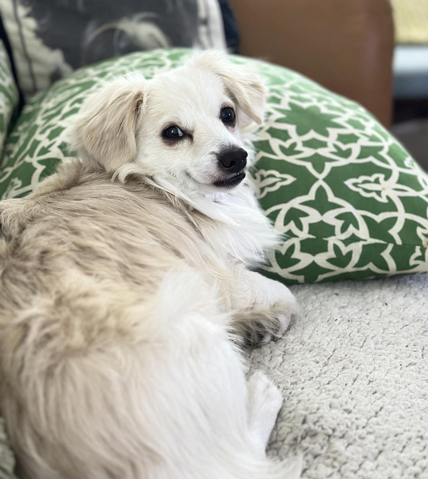 Enlarge Thundercat, a Adoptable Cavalier King Charles Spaniel in Palo Alto, CA image 3/3
