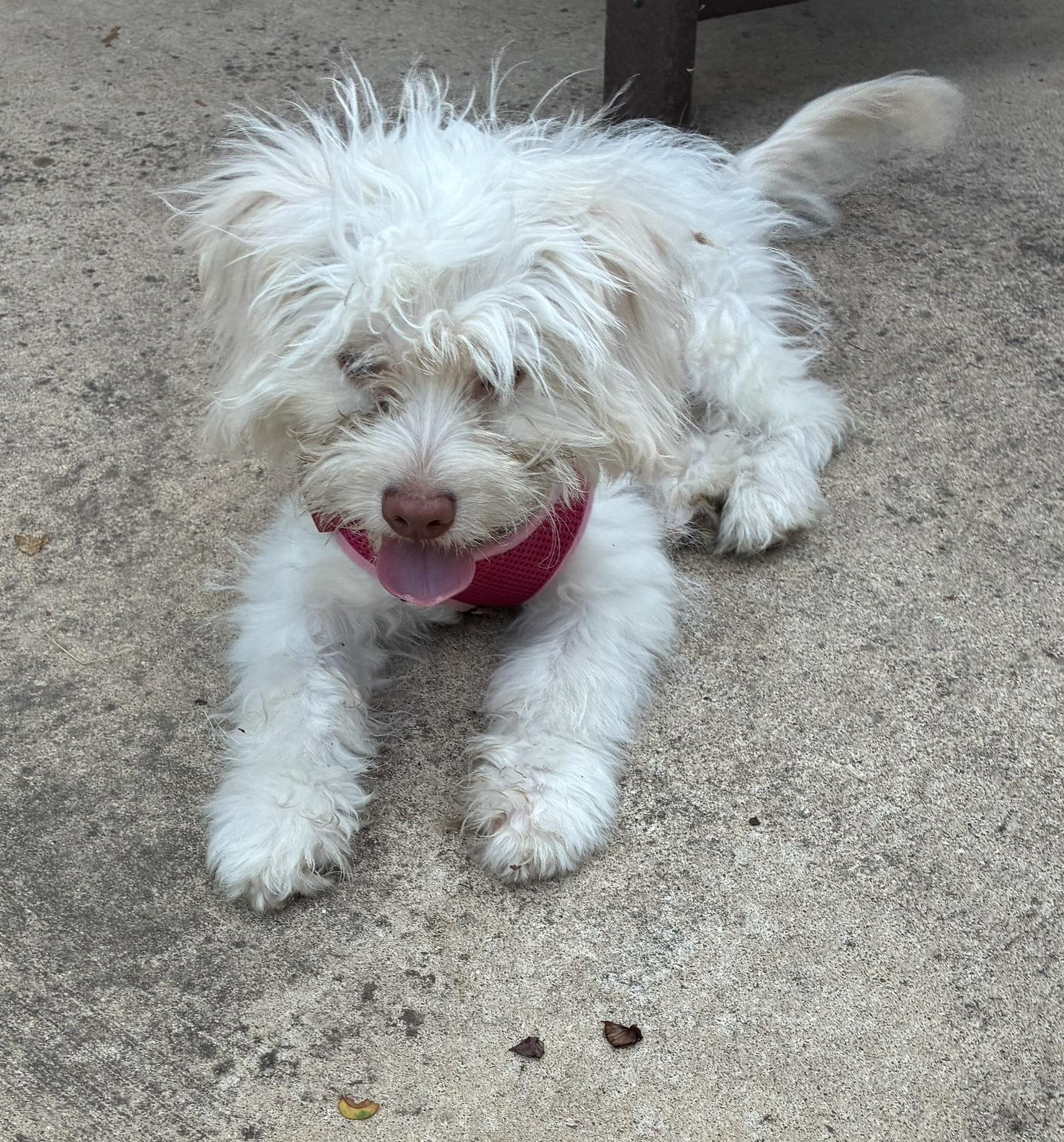 Enlarge Noodle, a Adoptable mixed breed in Austin, TX image 3/4