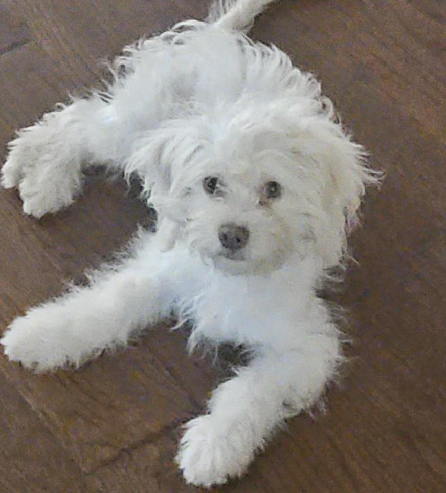 Enlarge Noodle, a Adoptable mixed breed in Austin, TX image 2/4