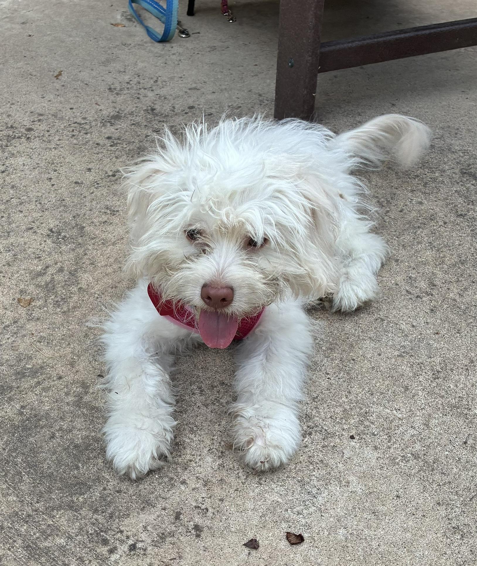 Noodle, Adoptable, Puppy Male Maltese.