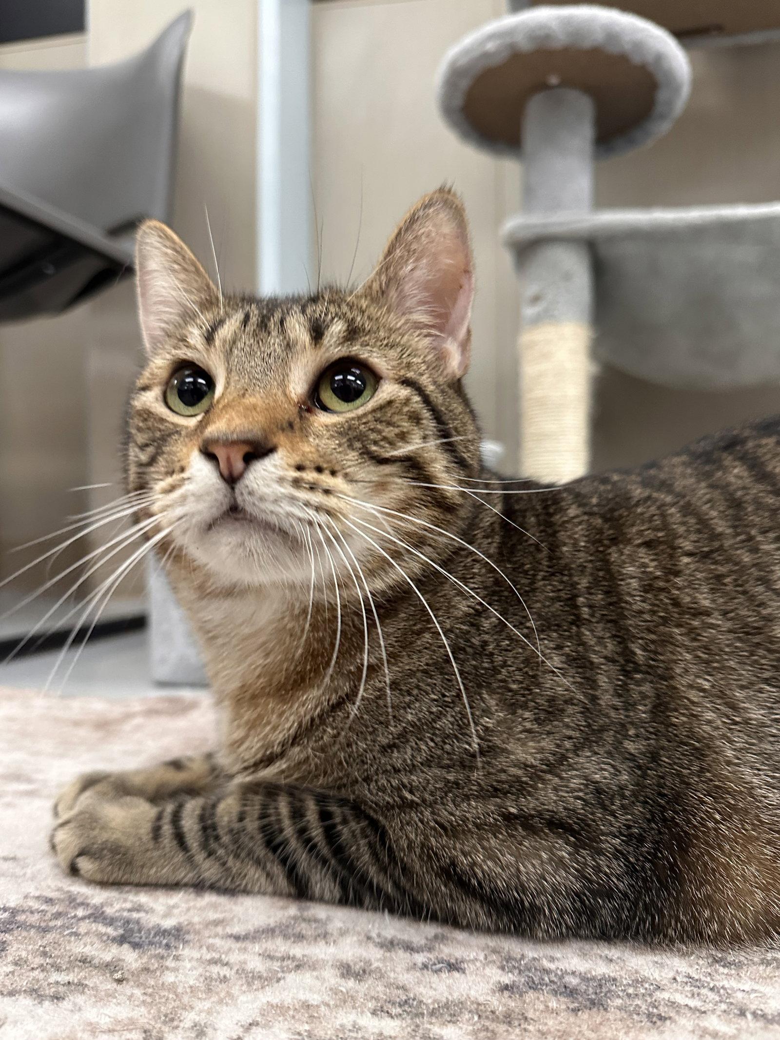 Enlarge Parsley, a Adoptable Tabby in West Hills, CA image 1/2