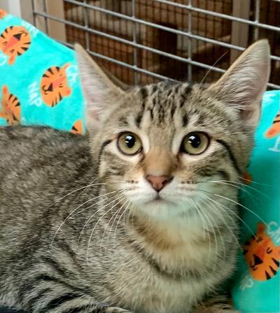 Enlarge Parsley, a Adoptable Tabby in West Hills, CA image 1/4