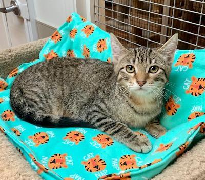 Parsley, Adoptable, Adult Male Tabby.