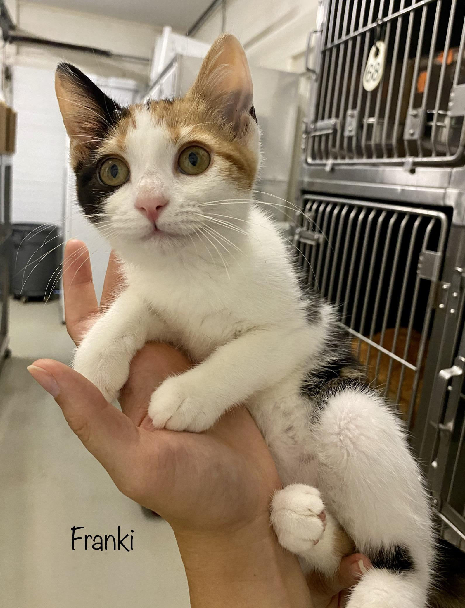 Frankie, an adopted Domestic Short Hair Mix in Bedford, VA_image-1