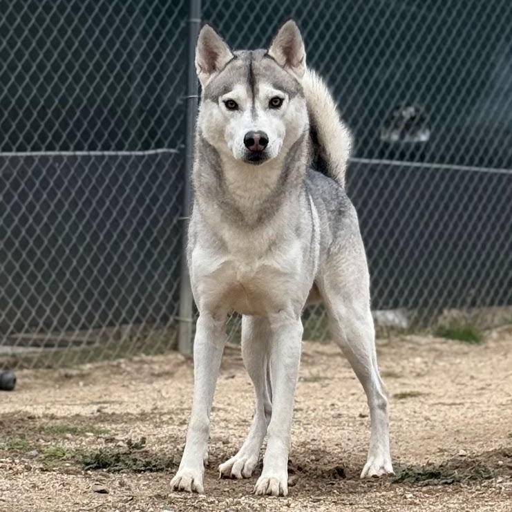 Steele — thumbnail 2