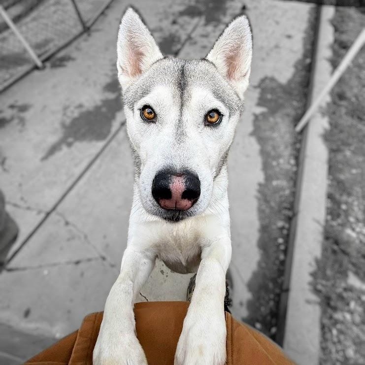 Steele — thumbnail 3