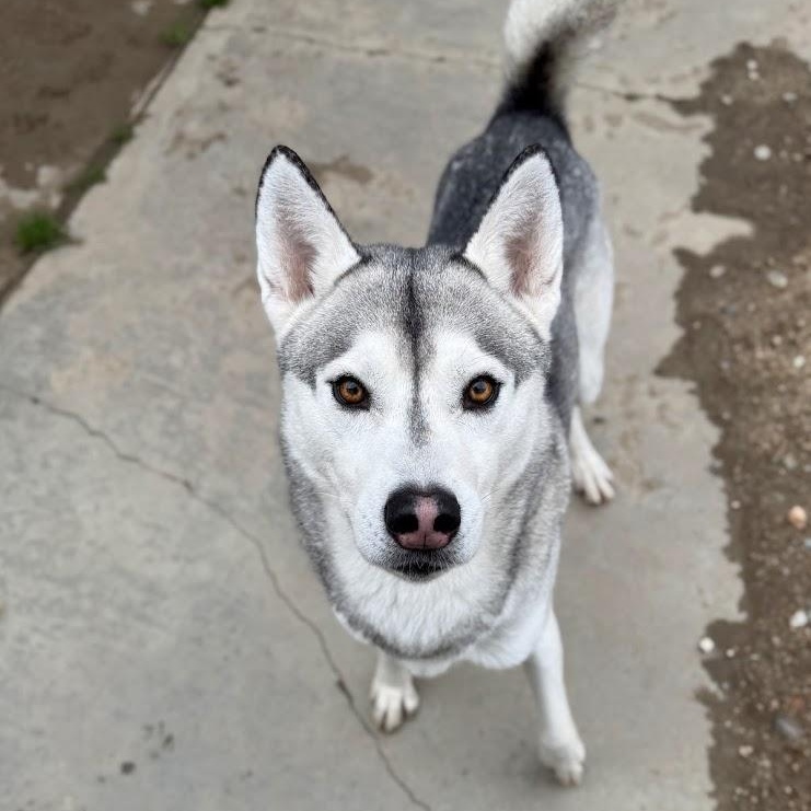 Steele — thumbnail 4