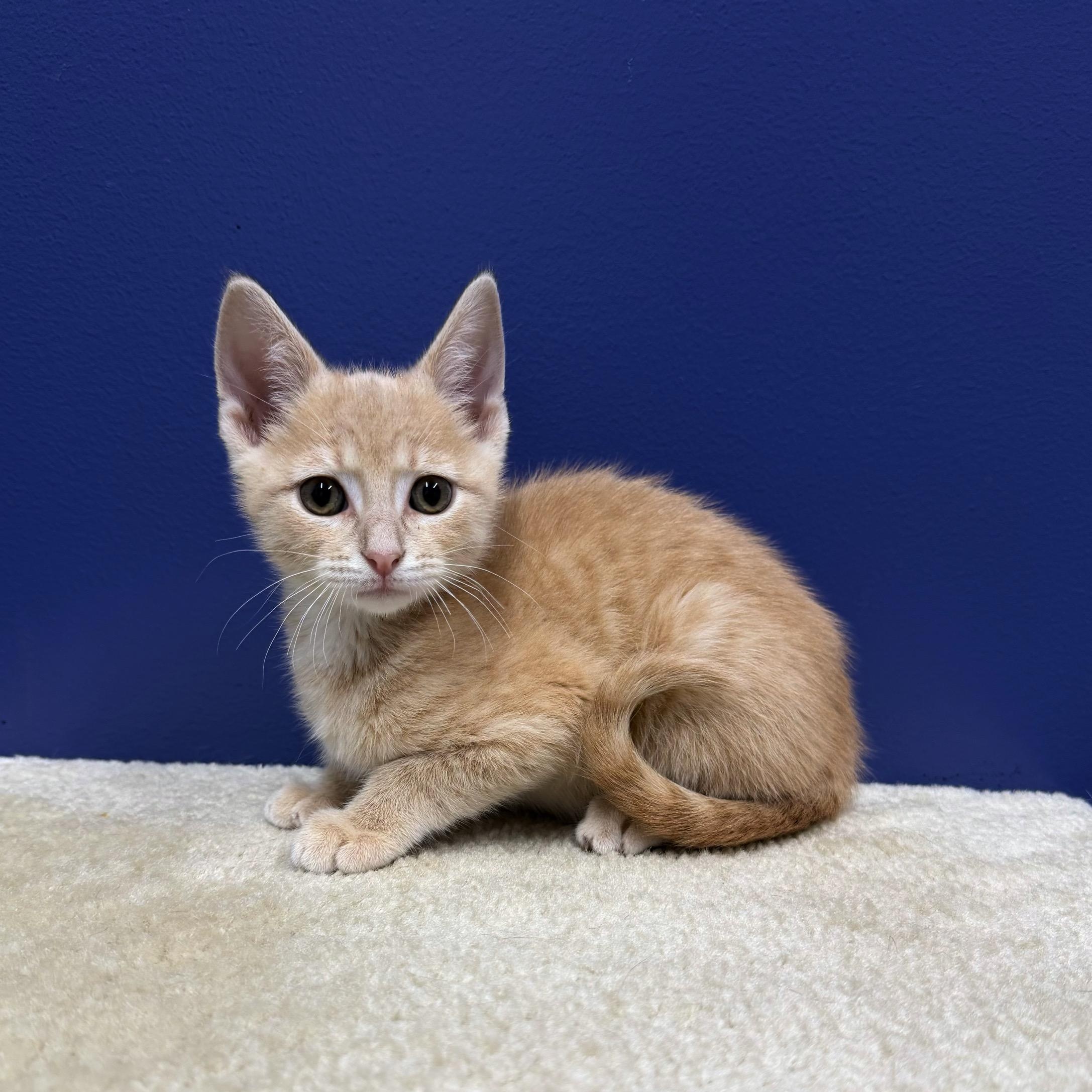 Rex, a Adoptable mixed breed in High Ridge, MO image 2/4