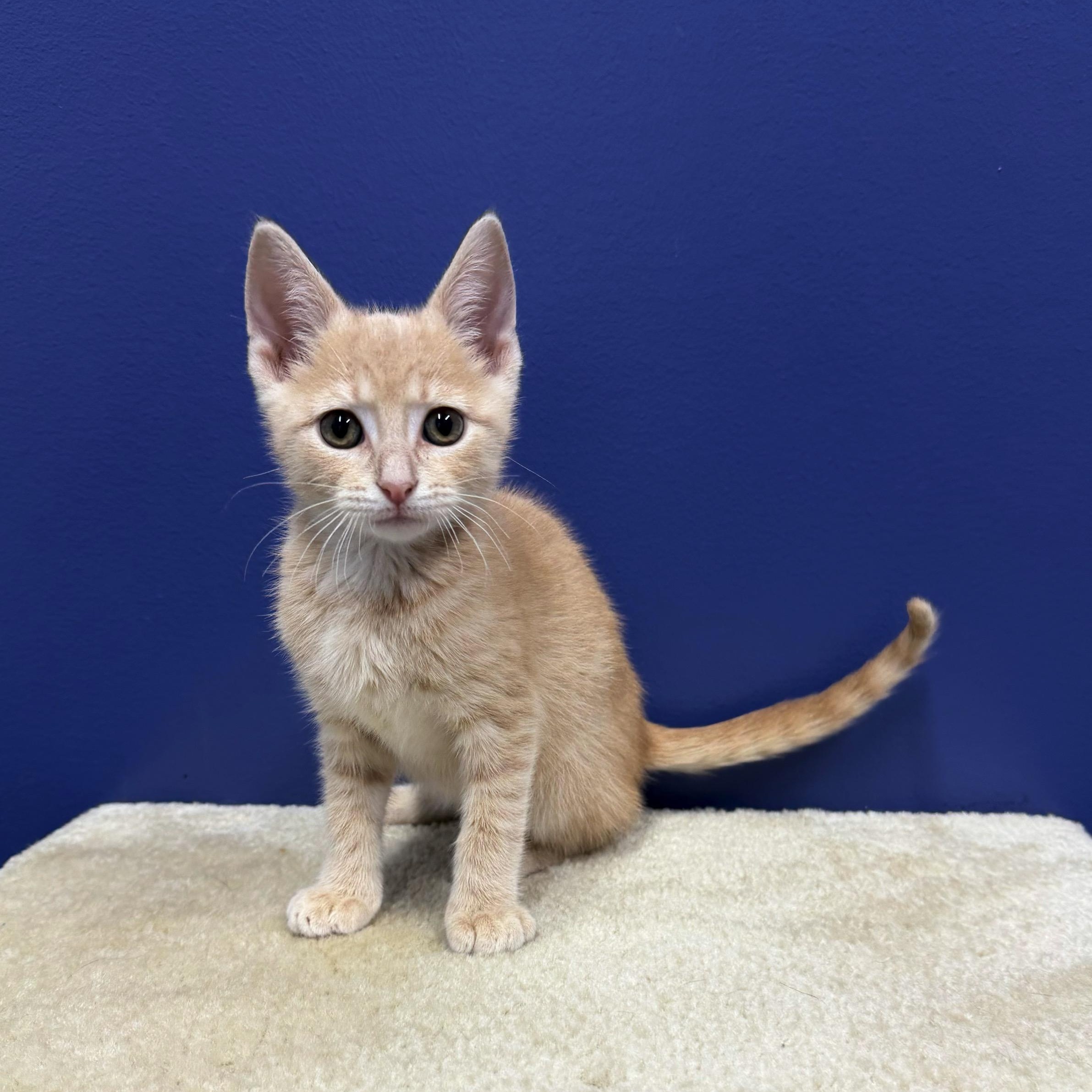 Rex, Adoptable, Kitten Male Tabby & Domestic Short Hair.