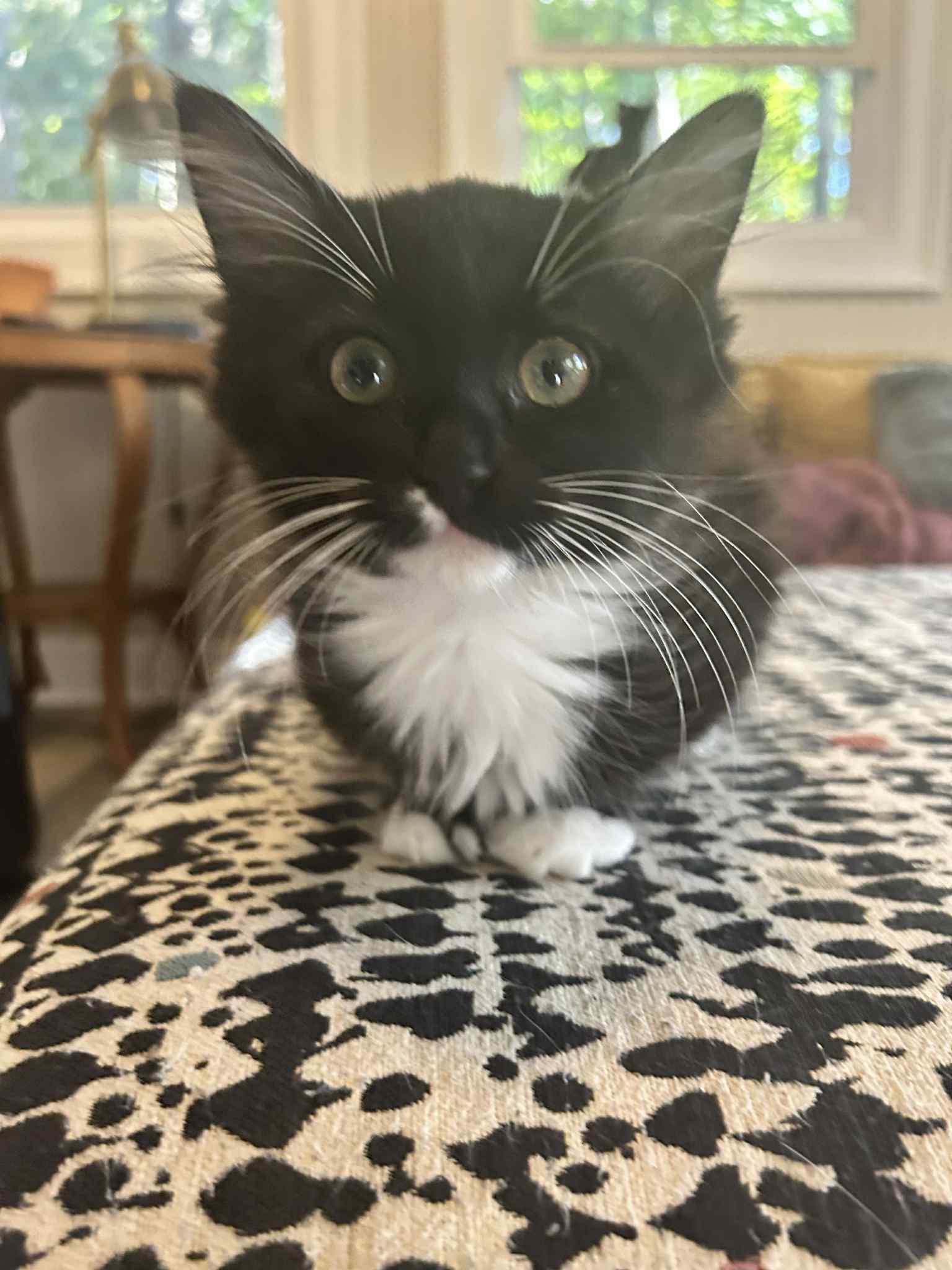 Laia, a Adoptable Domestic Short Hair in Mount Pleasant, SC image 1/2