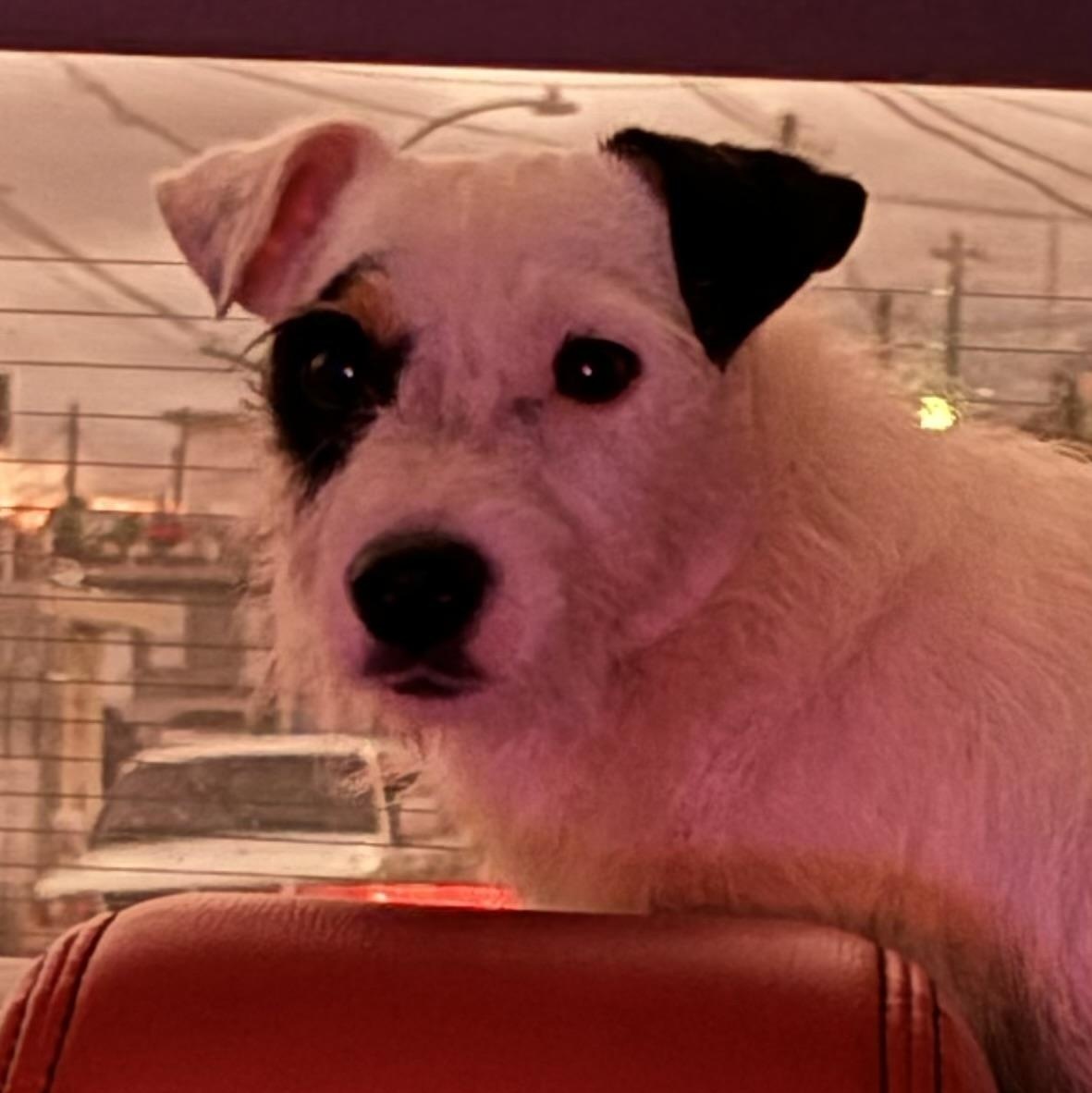 Petey, an adopted mixed breed in Pleasant Valley, NY image 1/2