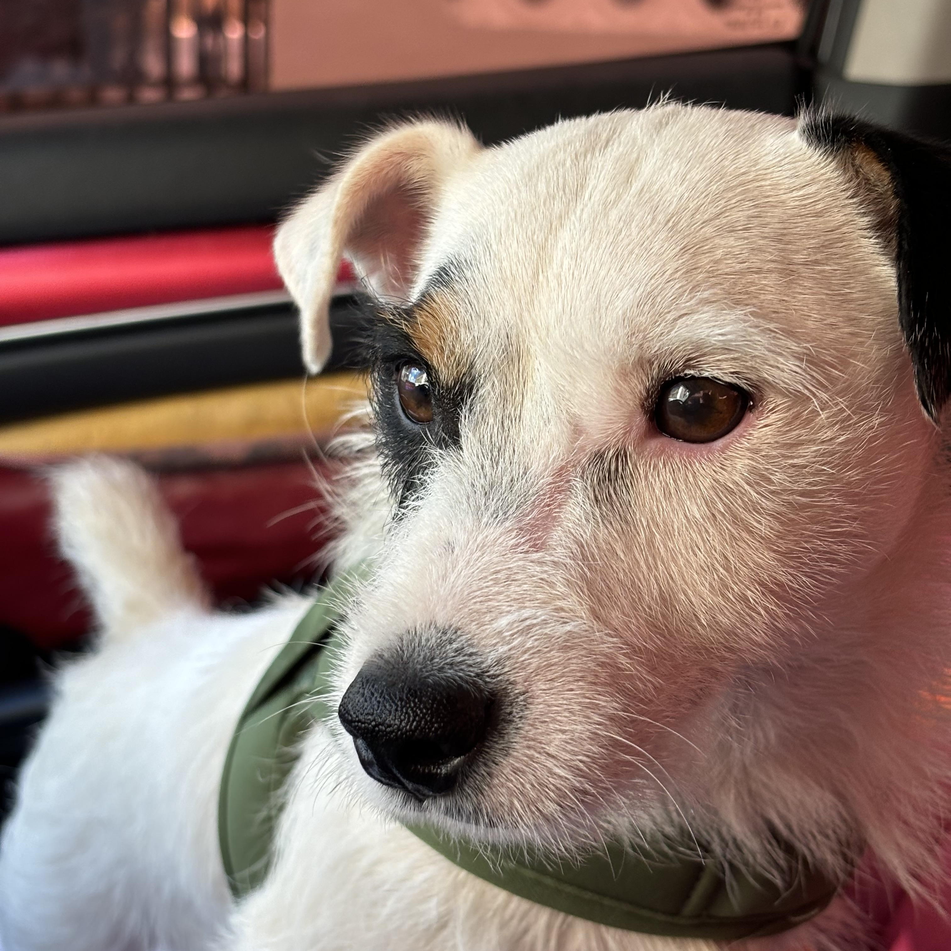 Petey, an adopted mixed breed in Pleasant Valley, NY image 2/2