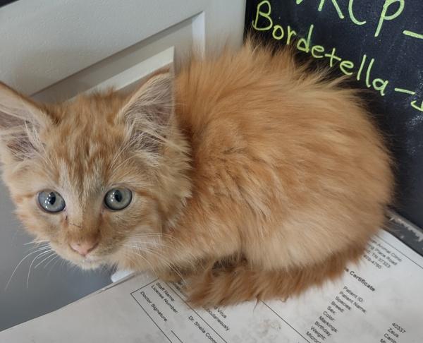 Enlarge Spookster, a Adoptable mixed breed in Cleveland, TN image 1/1