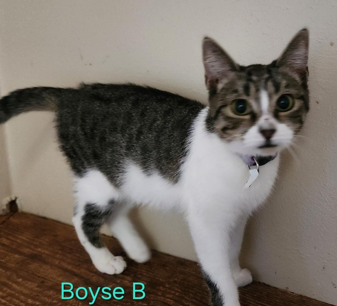 Boyse B thumbnail 2