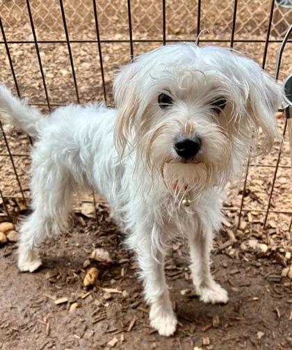 Enlarge Colada, a Adoptable mixed breed in Cumming, GA image 1/1