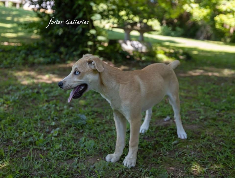 Rose, a Adoptable mixed breed in Middletown, CT image 1/6