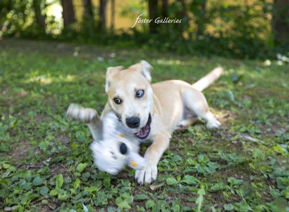 Rose, a Adoptable mixed breed in Middletown, CT image 2/6