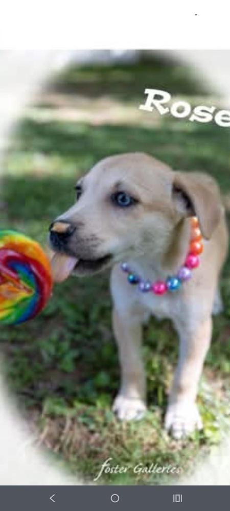 Rose, a Adoptable mixed breed in Middletown, CT image 3/6