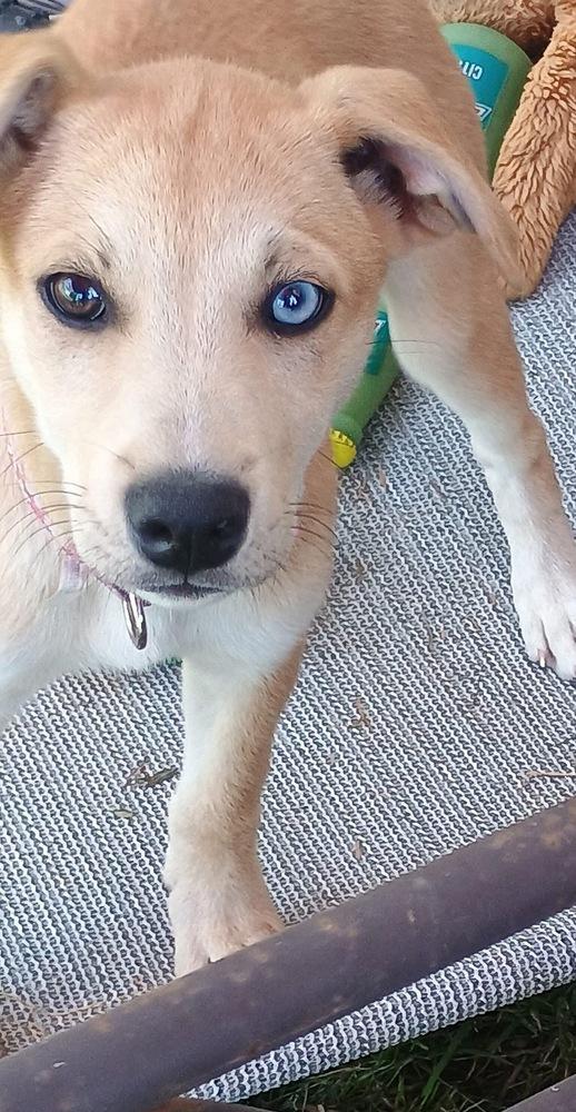 Rose, a Adoptable mixed breed in Middletown, CT image 4/6