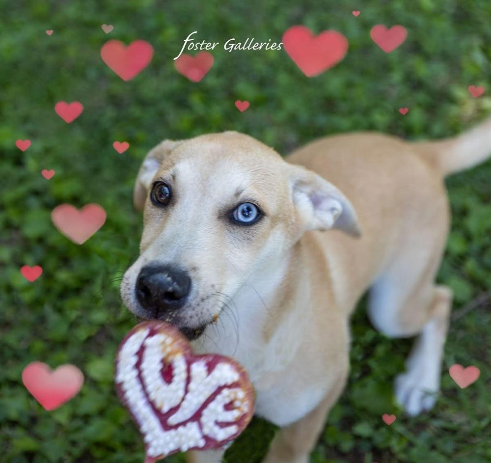 Rose, a Adoptable mixed breed in Middletown, CT image 5/6