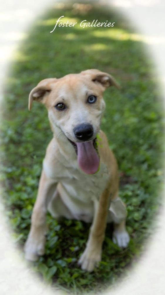 Rose, a Adoptable mixed breed in Middletown, CT image 6/6