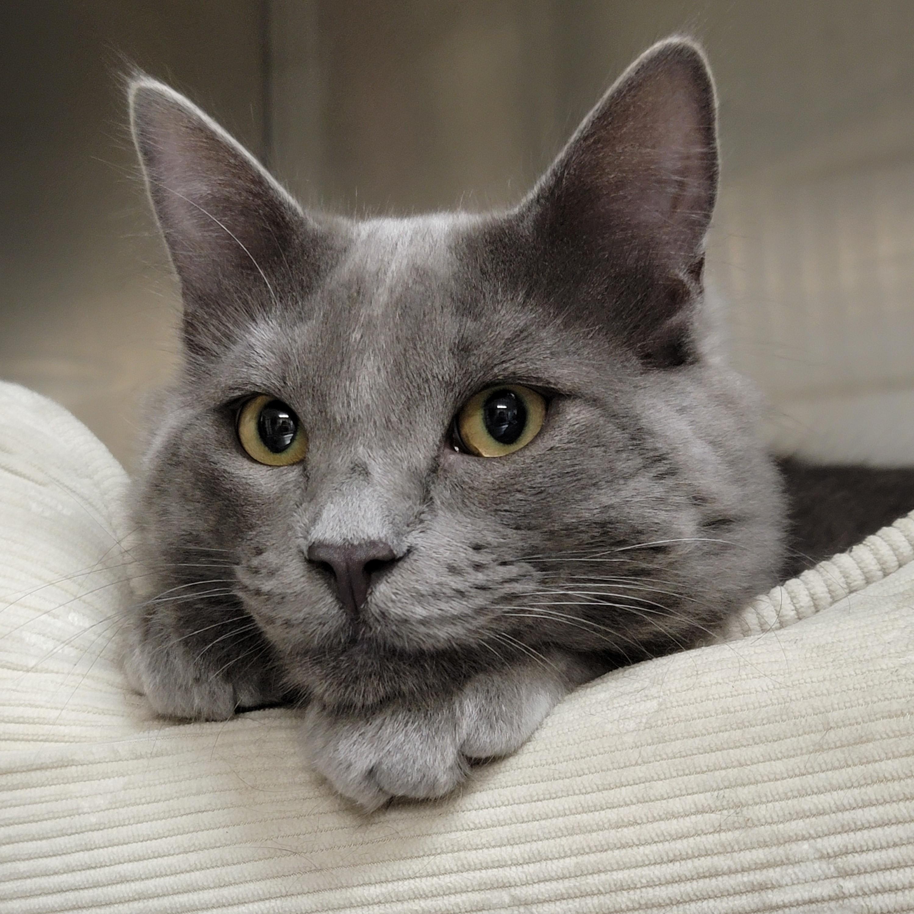 Rommel, ADOPTABLE, Young Male Domestic Medium Hair.