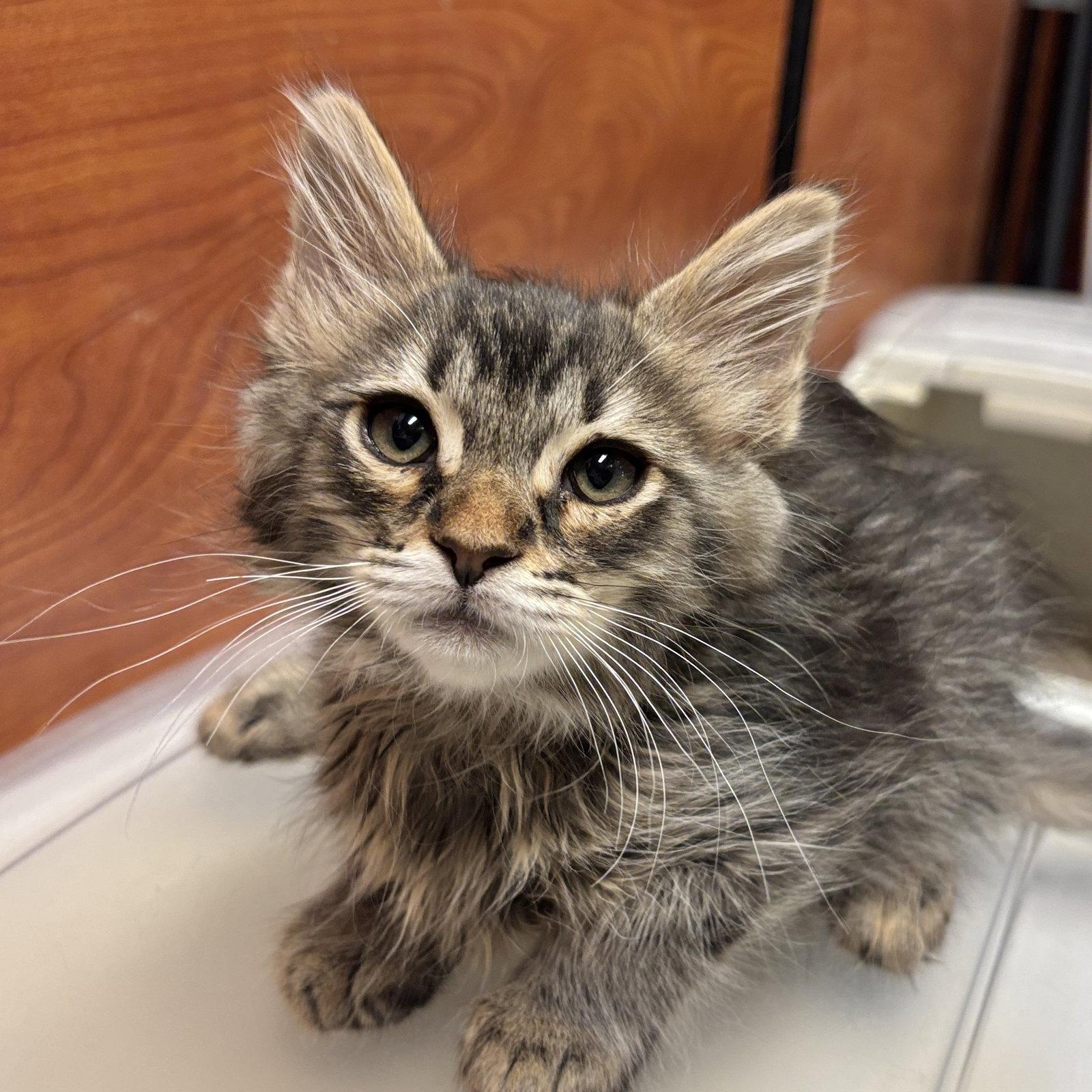 Enlarge Todoroki, a Adopted Domestic Medium Hair in Sonora, CA image 1/1