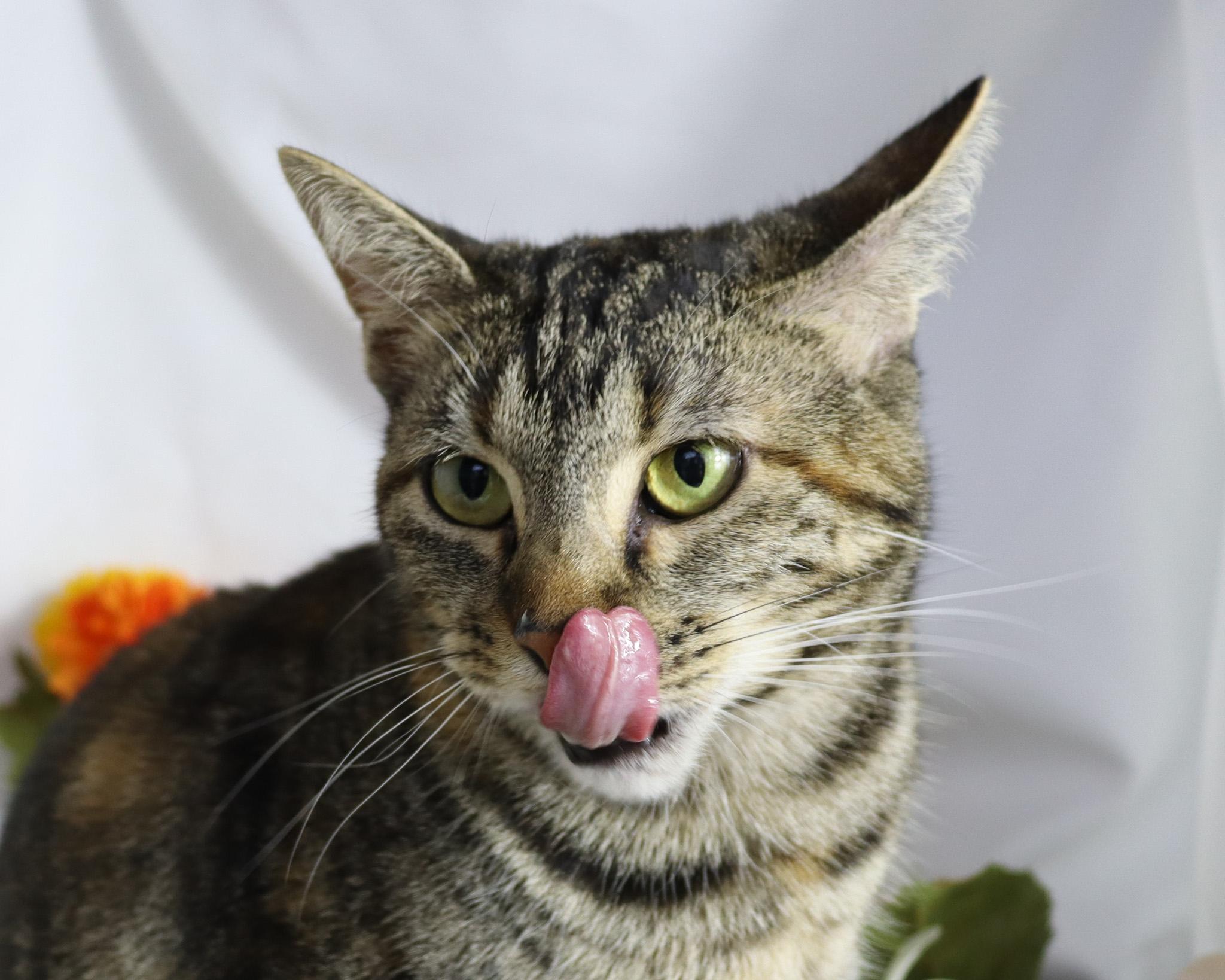 Enlarge Isabelle, a ADOPTABLE Domestic Short Hair in Ocean Springs, MS image 4/5