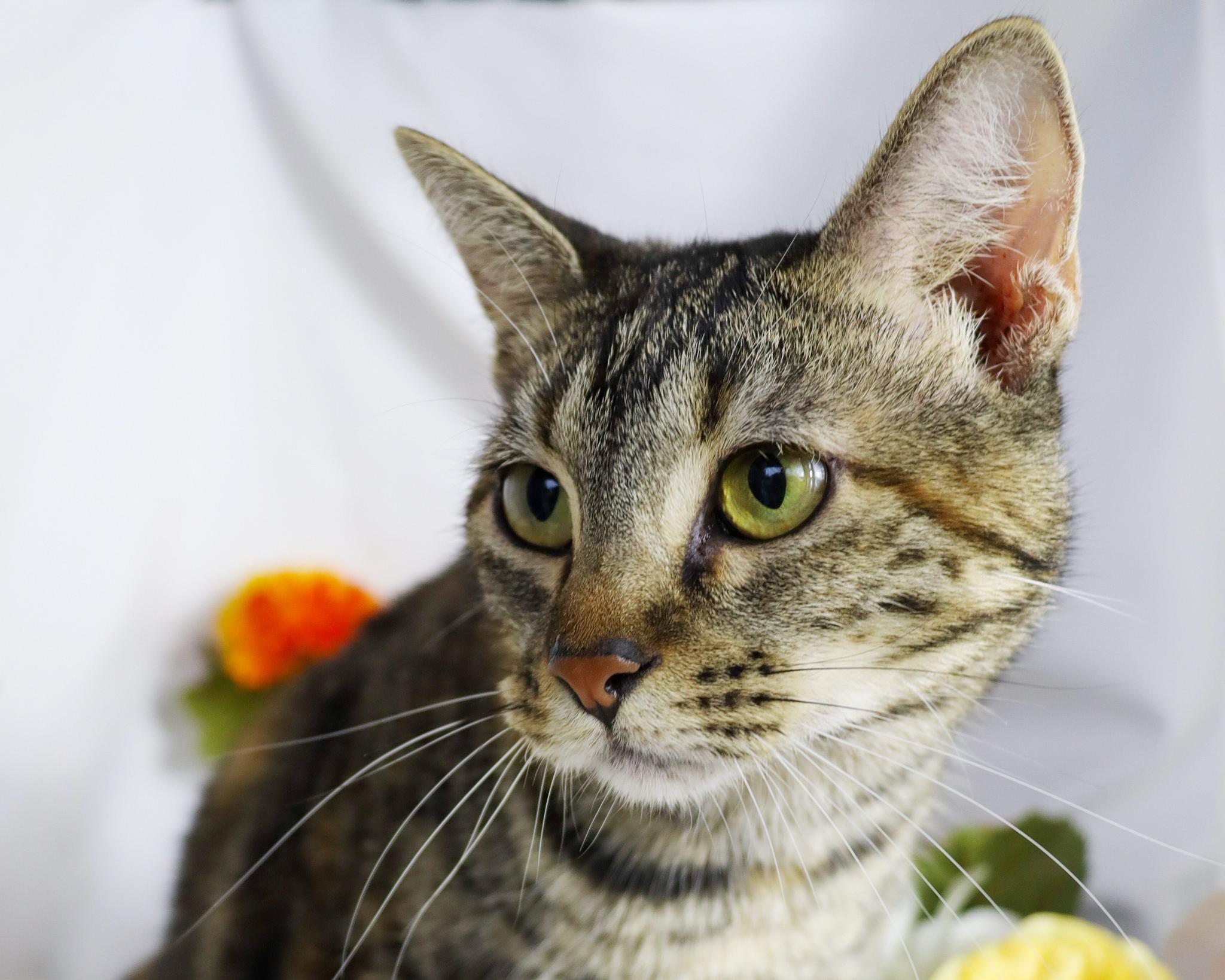 Enlarge Isabelle, a ADOPTABLE Domestic Short Hair in Ocean Springs, MS image 2/5