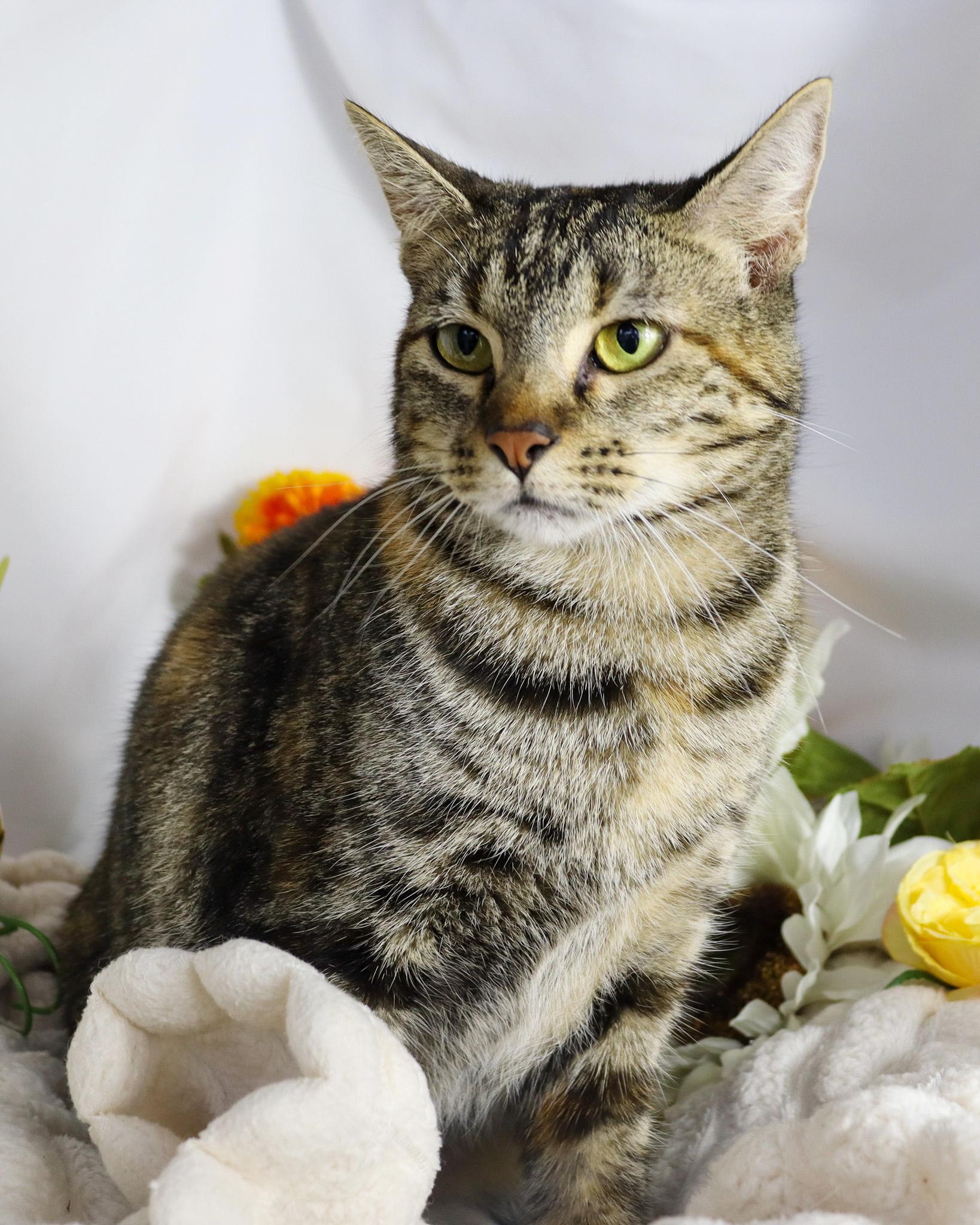 Enlarge Isabelle, a ADOPTABLE Domestic Short Hair in Ocean Springs, MS image 5/5