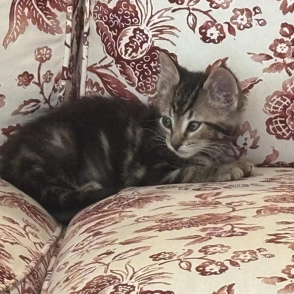 Beetle 2265, Adoptable, Kitten Male Domestic Short Hair.
