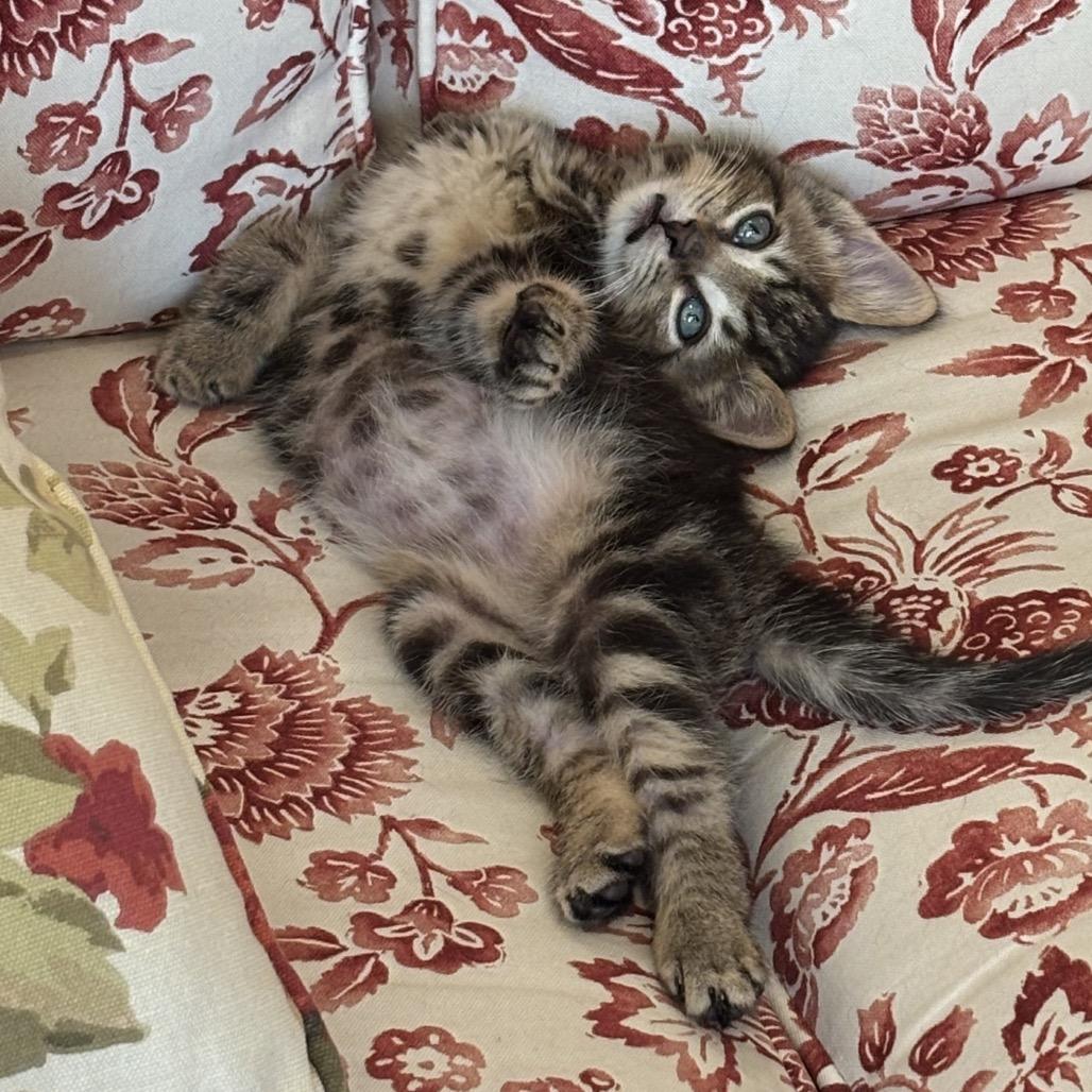 Enlarge Beetle 2265, a Adoptable Domestic Short Hair in Kansas City, MO image 2/3