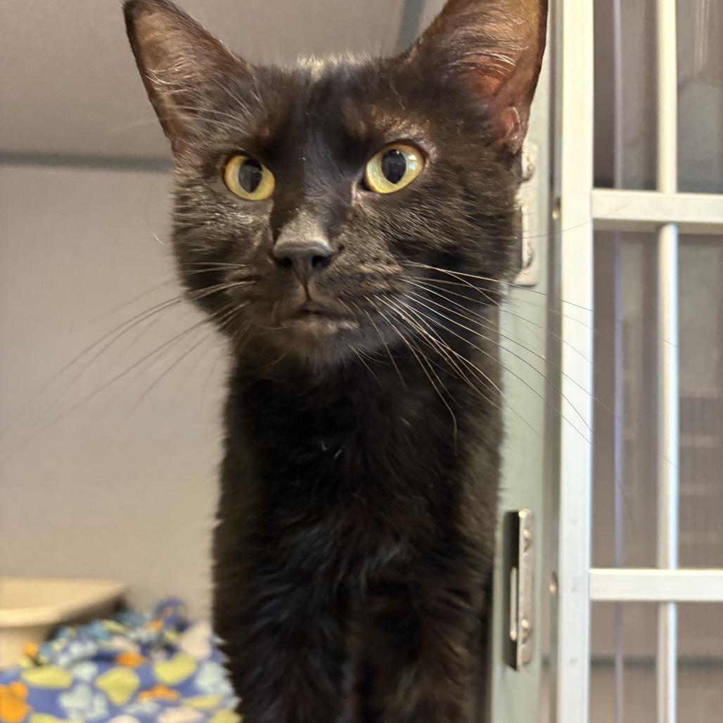Sushi, Adoptable, Adult Female Domestic Short Hair.