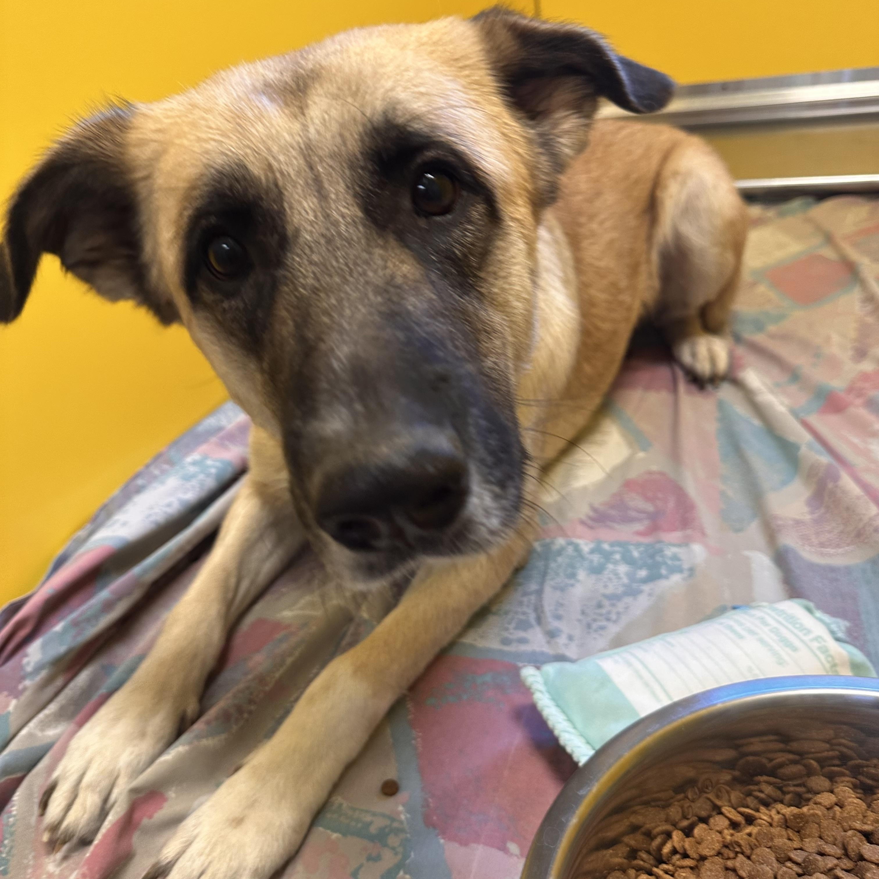 Nala, adoptable, Adult Female Anatolian Shepherd.