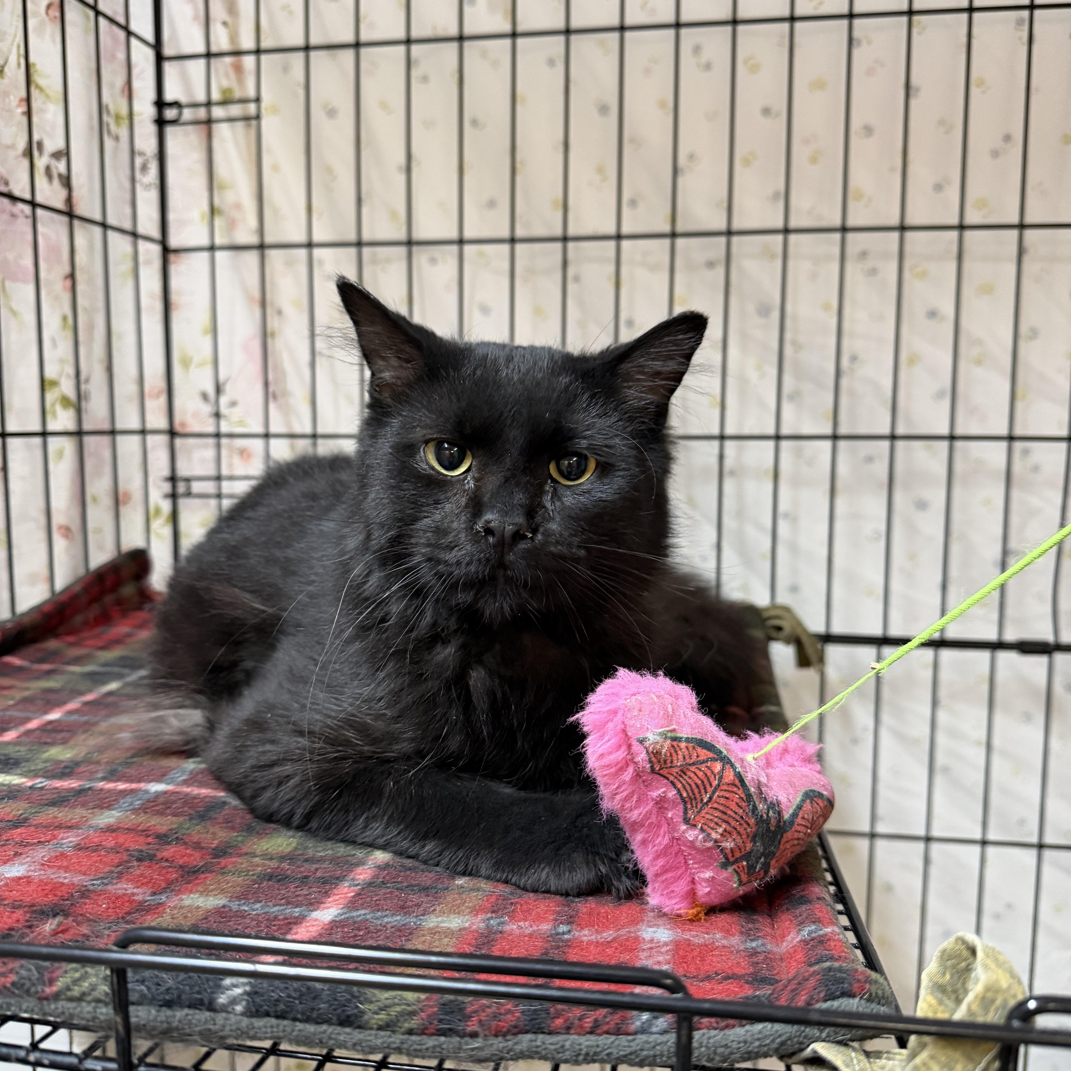 Valer, ADOPTABLE, Young Male Domestic Long Hair.