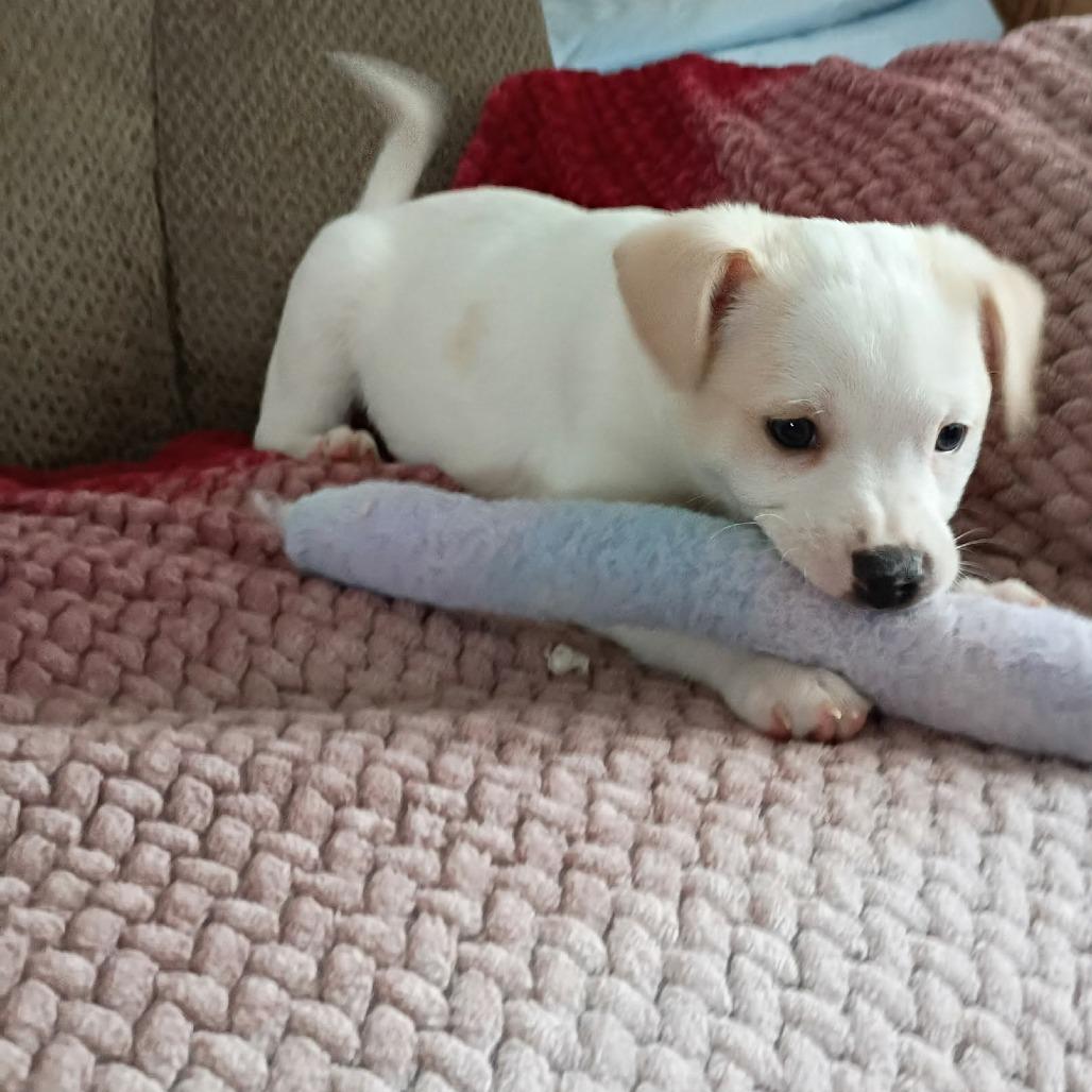 Enlarge Butterscotch, a Adoptable mixed breed in Joliet, IL image 1/4