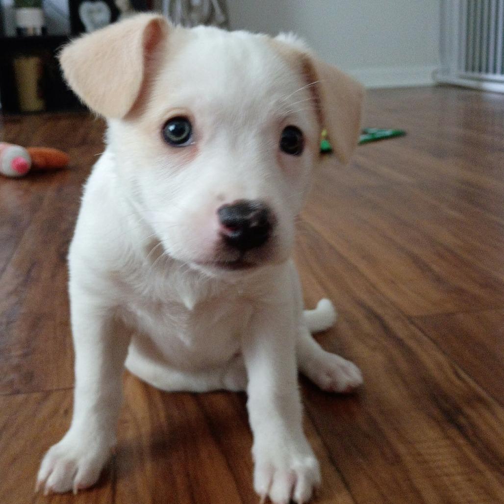 Enlarge Butterscotch, a Adoptable mixed breed in Joliet, IL image 2/4