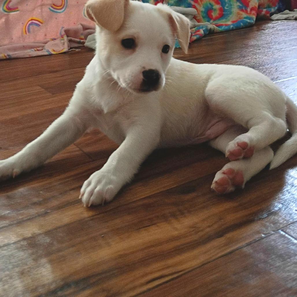 Enlarge Butterscotch, a Adoptable mixed breed in Joliet, IL image 3/4