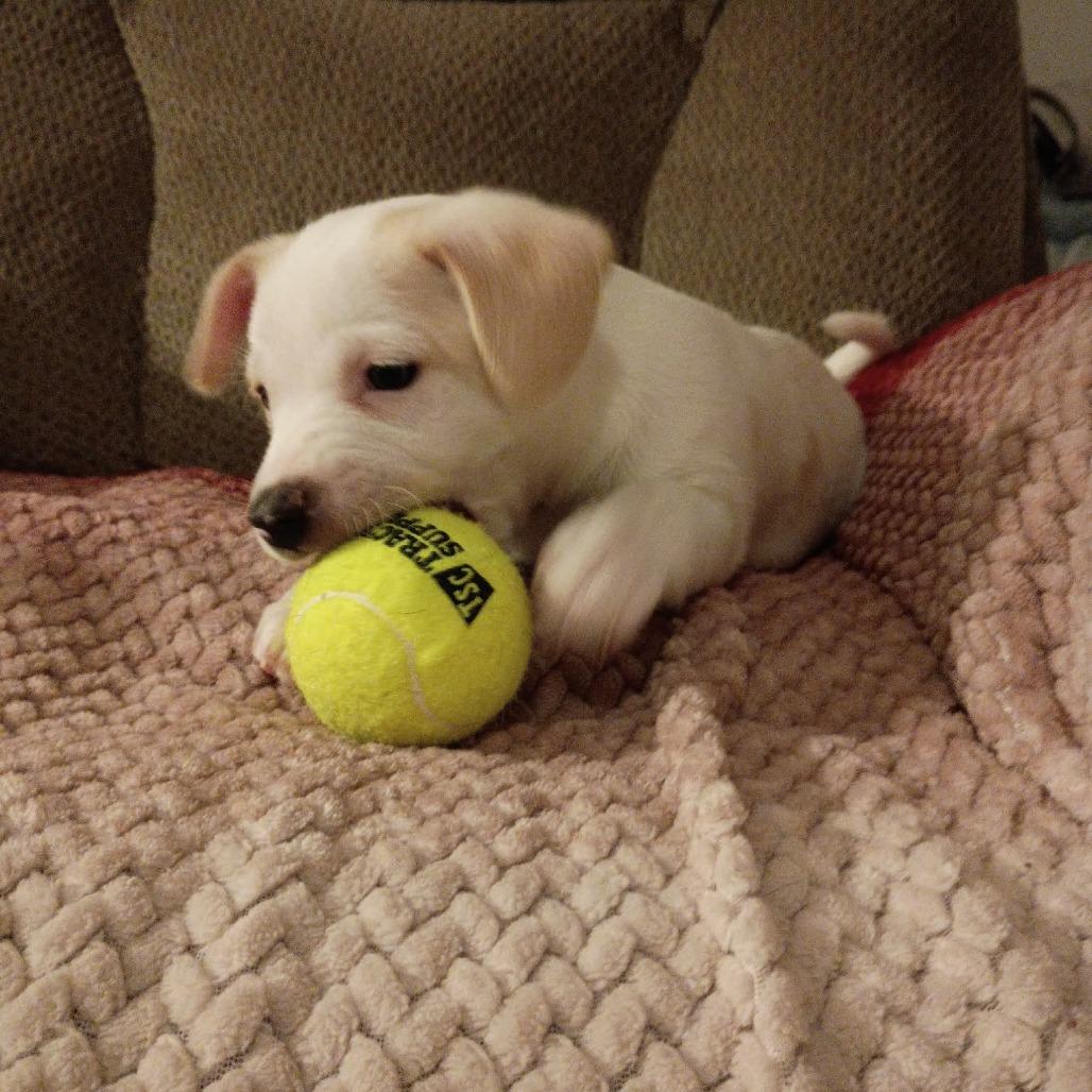 Enlarge Butterscotch, a Adoptable mixed breed in Joliet, IL image 4/4
